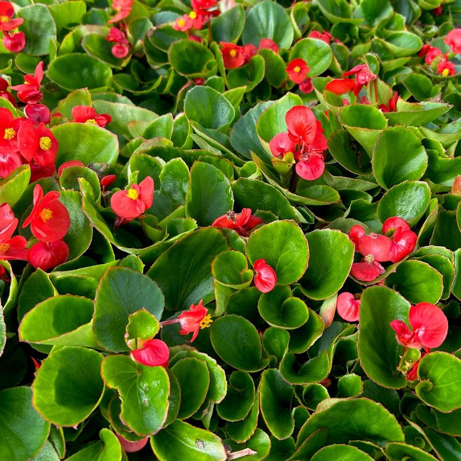 Begonia Super Olympia Red