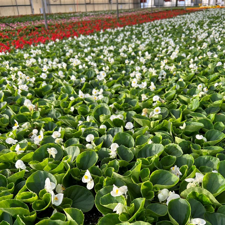 Begonia Super Olympia White