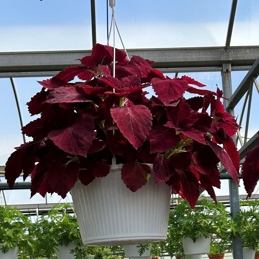 Coleus Hanging Basket