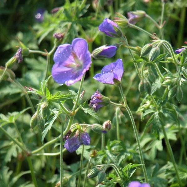 Geranium 'Brookside' - Crane's Bill from Babikow