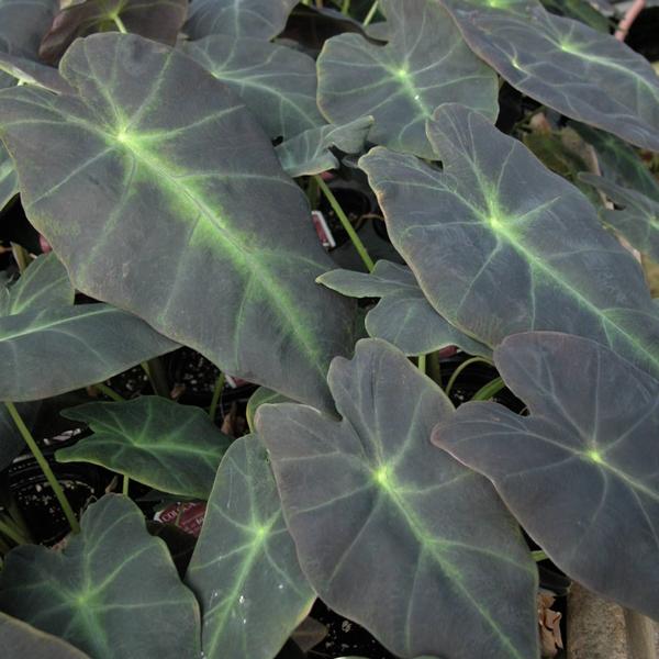 Colocasia 'Illustris' - Elephant Ears from Babikow