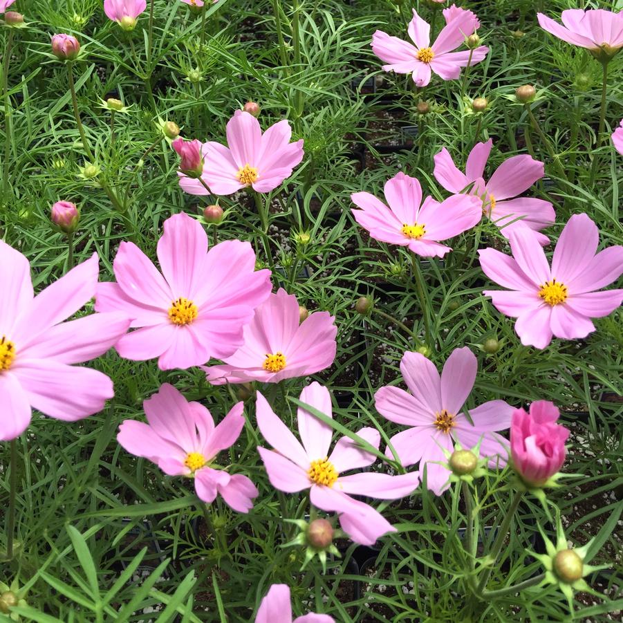 Cosmos Sonata Group Pink