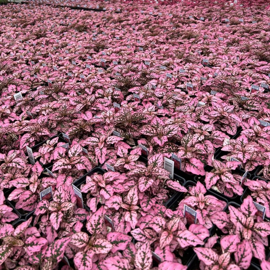 Hypoestes Splash Select 'Pink' - Polka Dot Plant from Babikow Wholesale Nursery