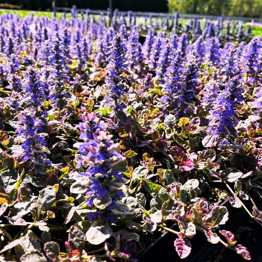 Ajuga 'Burgundy Glow' - Bugleweed from Babikow Wholesale Nursery