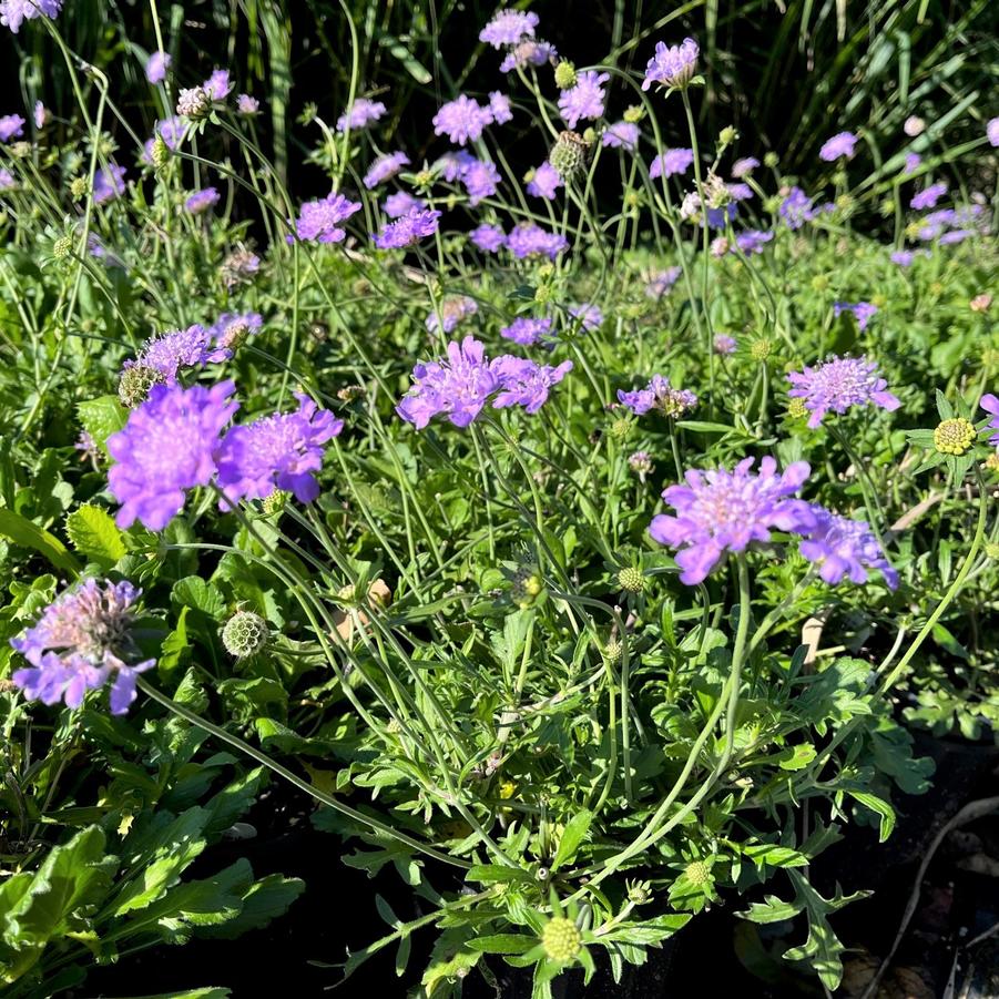 Scabiosa 'Butterfly Blue' - Pincushion Flower from Babikow Wholesale Nursery