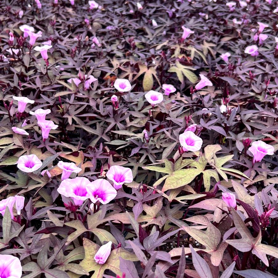 Ipomoea Blackie