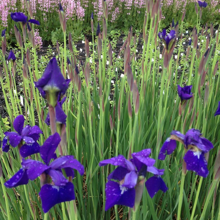 Iris sib. 'Caesar's Brother' - Siberian Iris from Babikow Wholesale Nursery