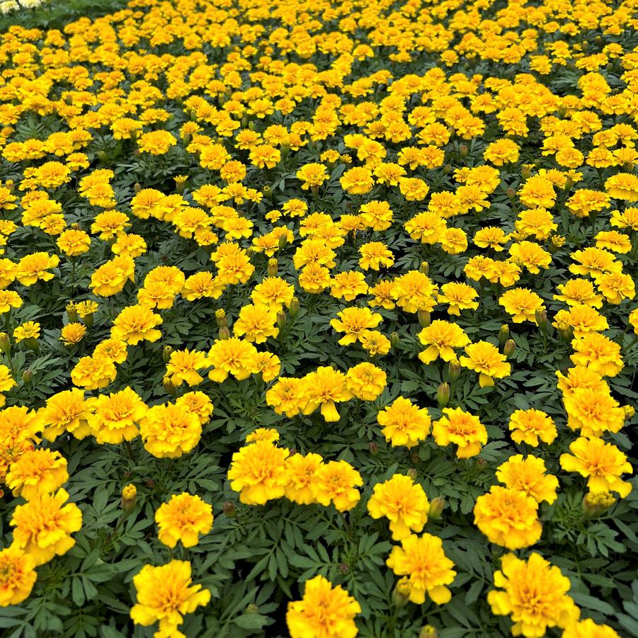 Marigold Janie Bright Yellow