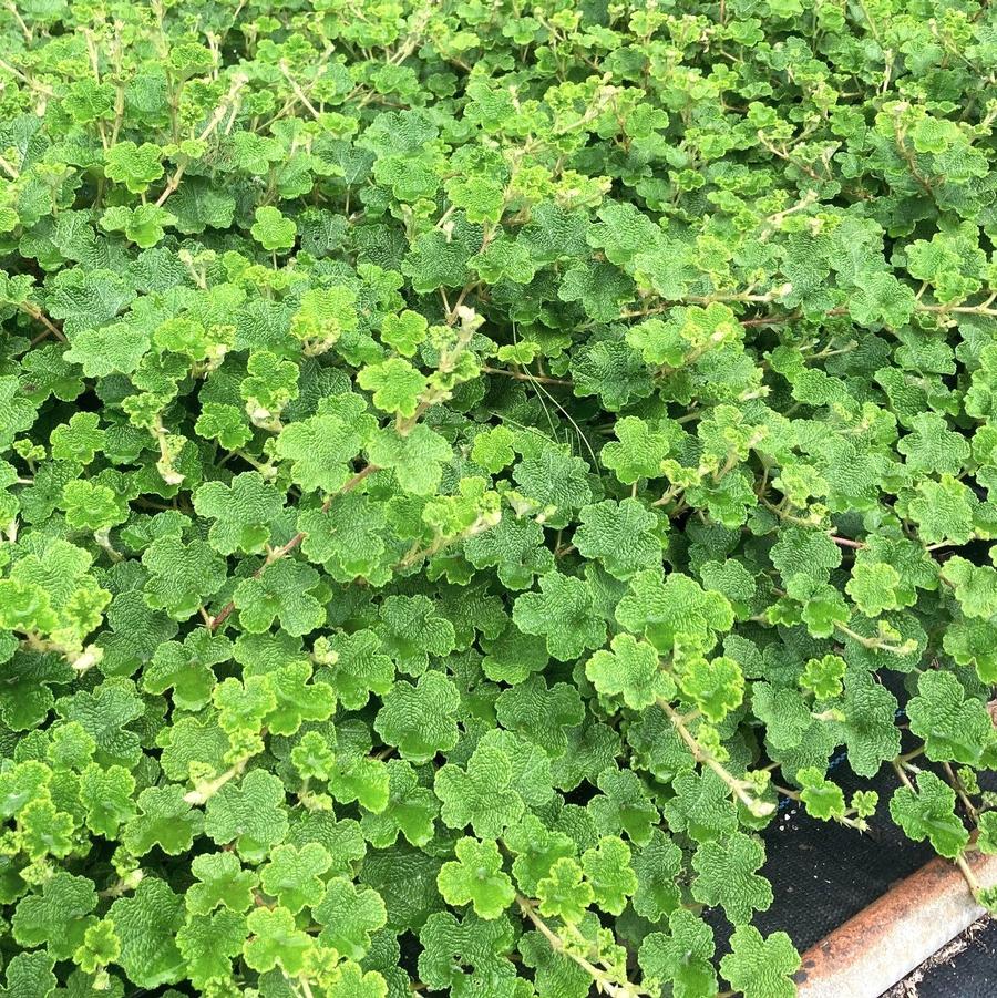 Rubus calcynoides - Creeping Raspberry from Babikow Wholesale Nursery