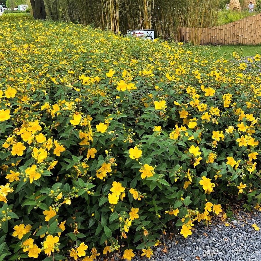 Hypericum calycinum - St. Johns Wort from Babikow Wholesale Nursery