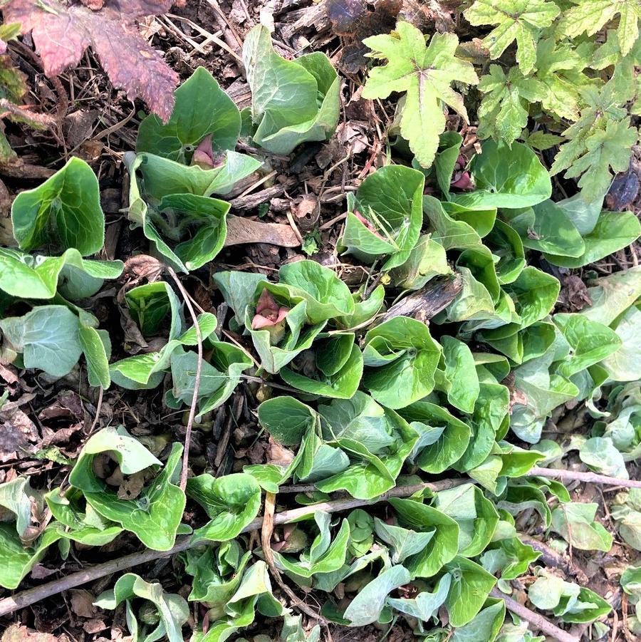 Asarum canadense - Canadian Wild Ginger from Babikow Wholesale Nursery