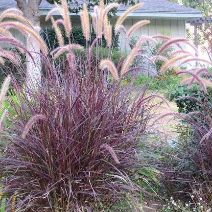 Pennisetum setaceum 'Rubrum' - from Babikow