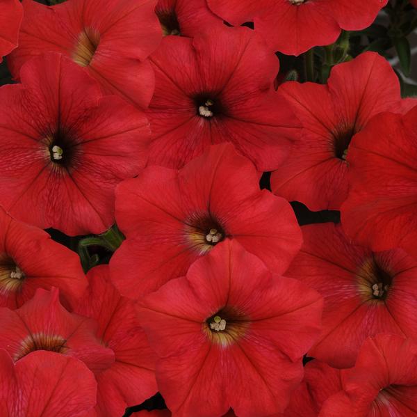 Petunia Easy Wave Easy Wave 'Red' - from Babikow