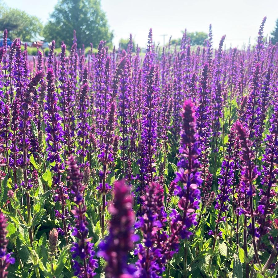 Salvia nem. 'Caradonna' - Meadow Sage from Babikow Wholesale Nursery