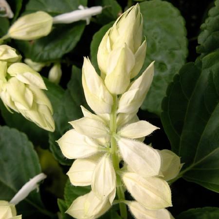 Salvia Vista Vista 'White' - Sage from Babikow