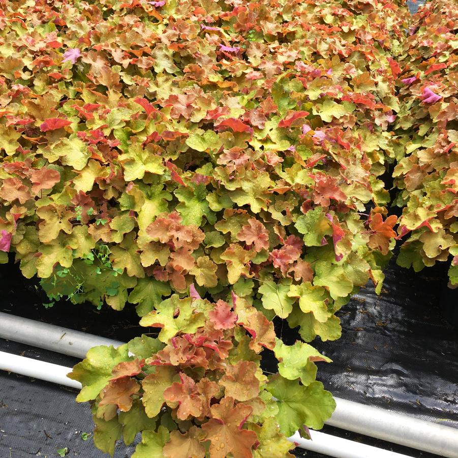 Heuchera vil. 'Caramel' - Coral bells from Babikow Wholesale Nursery