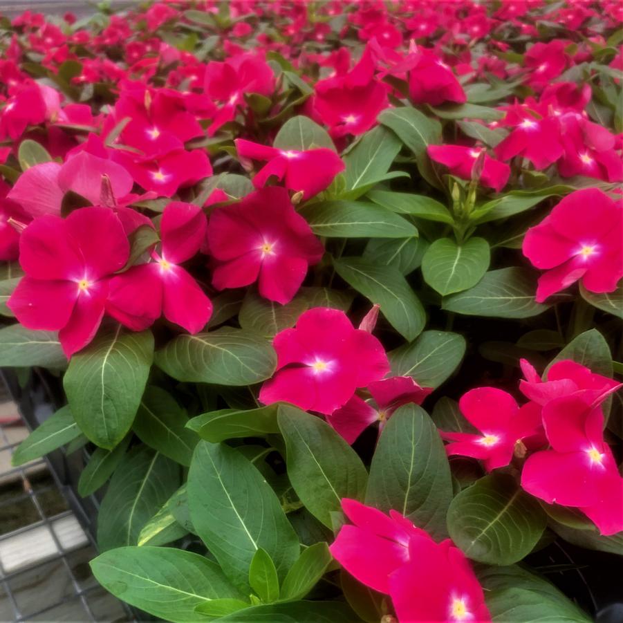 Vinca Titan Rose