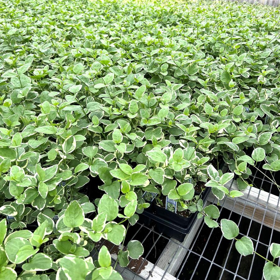 Vinca major 'Variegata' - Vinca Vine from Babikow Wholesale Nursery