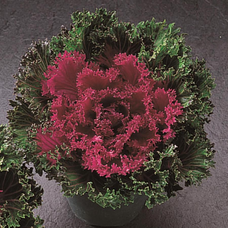 Kale 'Glamour Red' - Ornamental Kale from Babikow Wholesale Nursery