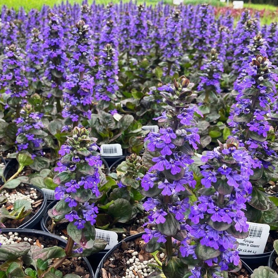 Ajuga 'Catlin's Giant' - Bugleweed from Babikow Wholesale Nursery