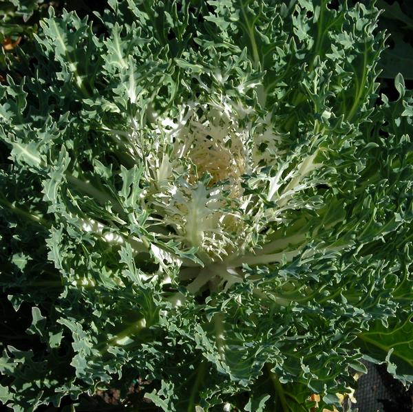 Kale Peacock 'White' - Ornamental Kale from Babikow