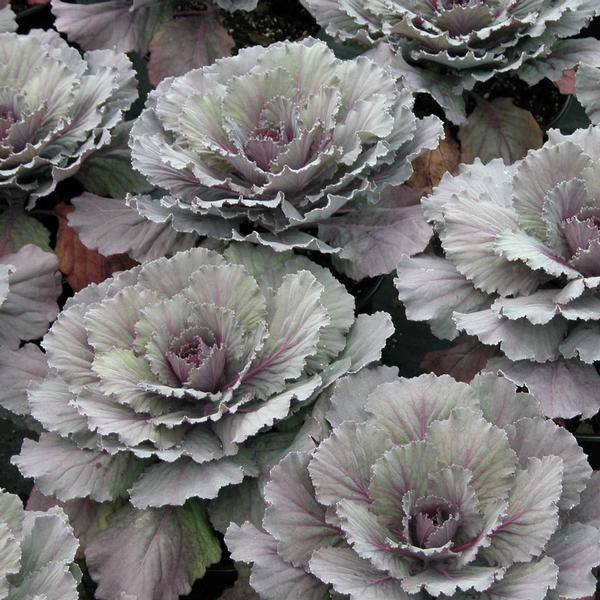 Kale Osaka 'Red' - Ornamental Cabbage from Babikow