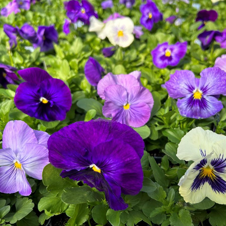 Pansy Delta 'Lavender Blue Shades' - from Babikow Wholesale Nursery