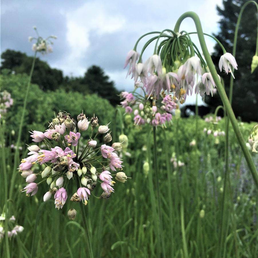 Allium cernuum - Nodding Onion from Babikow Wholesale Nursery