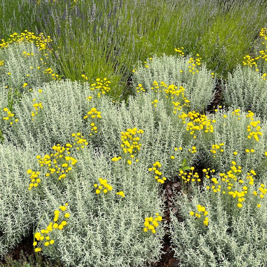 Santolina cha. 'ssp. nana' - Lavender Cotton from Babikow Wholesale Nursery