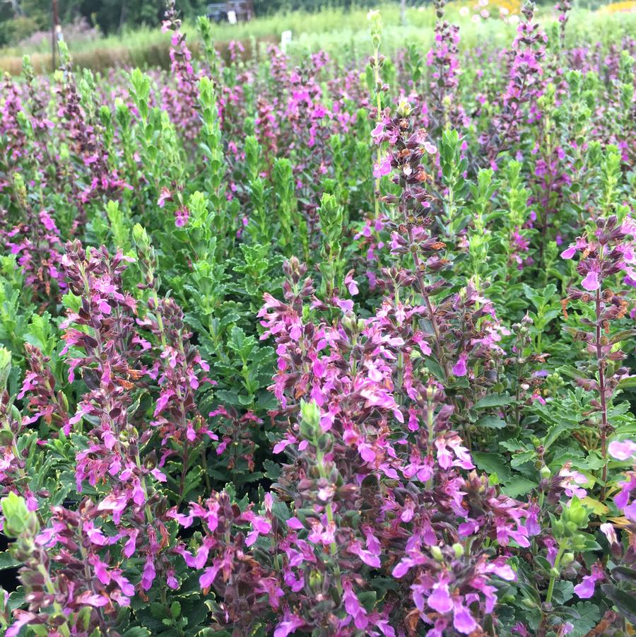 Teucrium chamaedrys - Germander from Babikow Wholesale Nursery