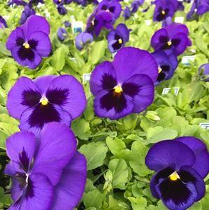 Pansy Matrix 'Blue Blotch' - from Babikow Wholesale Nursery