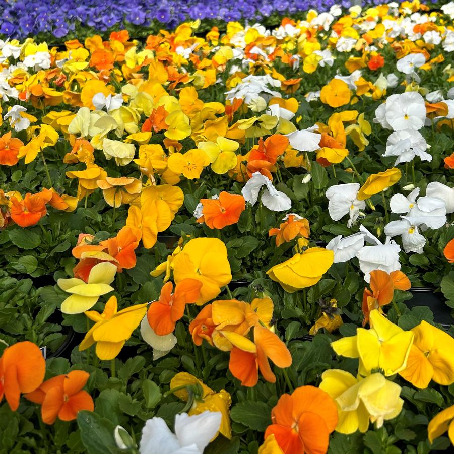 Pansy Matrix 'Citrus Mix' - from Babikow Wholesale Nursery