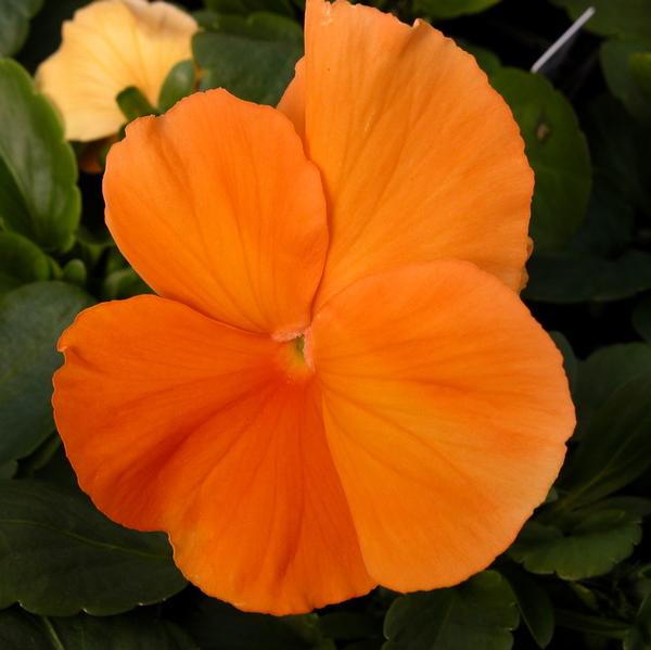 Pansy Matrix 'Deep Orange' - from Babikow