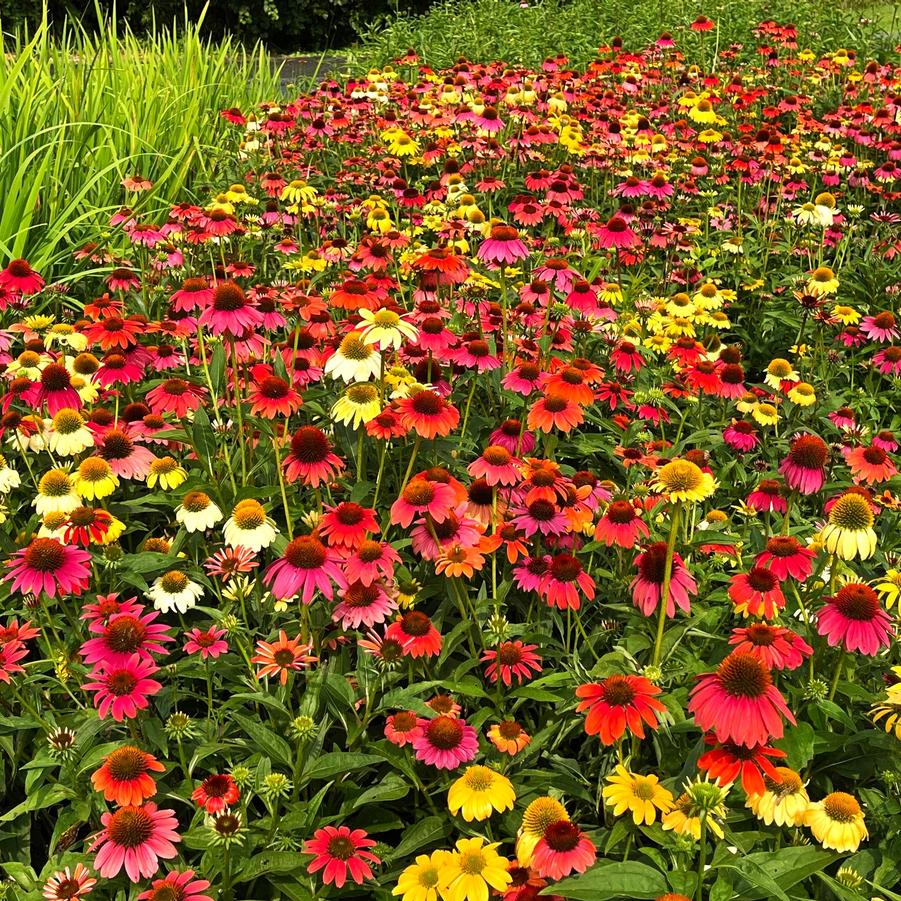 Echinacea 'Cheyenne Spirit' - Coneflower from Babikow Wholesale Nursery