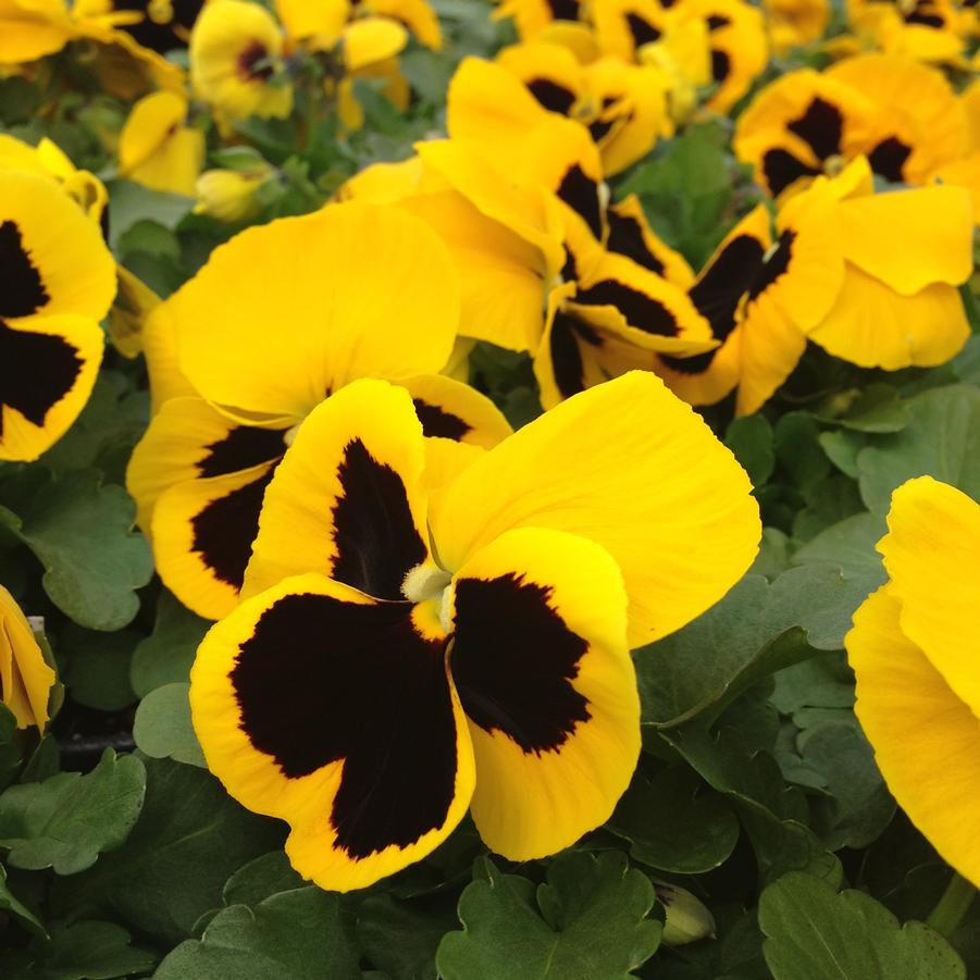 Pansy Matrix 'Yellow Blotch' - from Babikow Wholesale Nursery