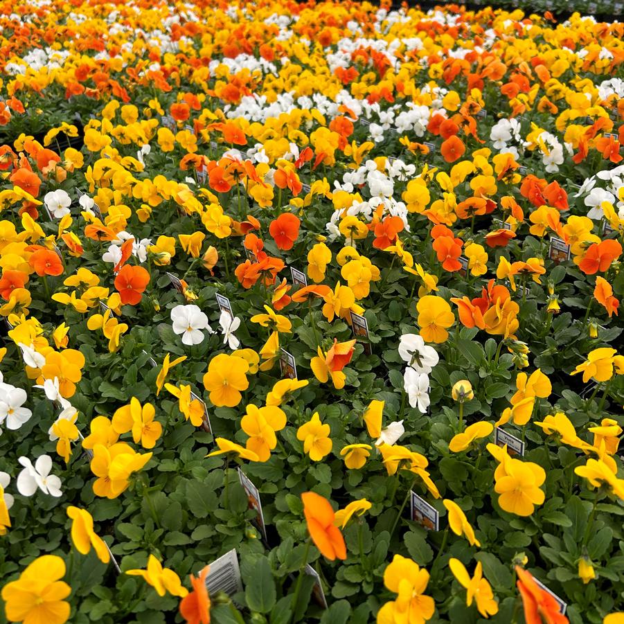 Viola Penny Citrus Mix