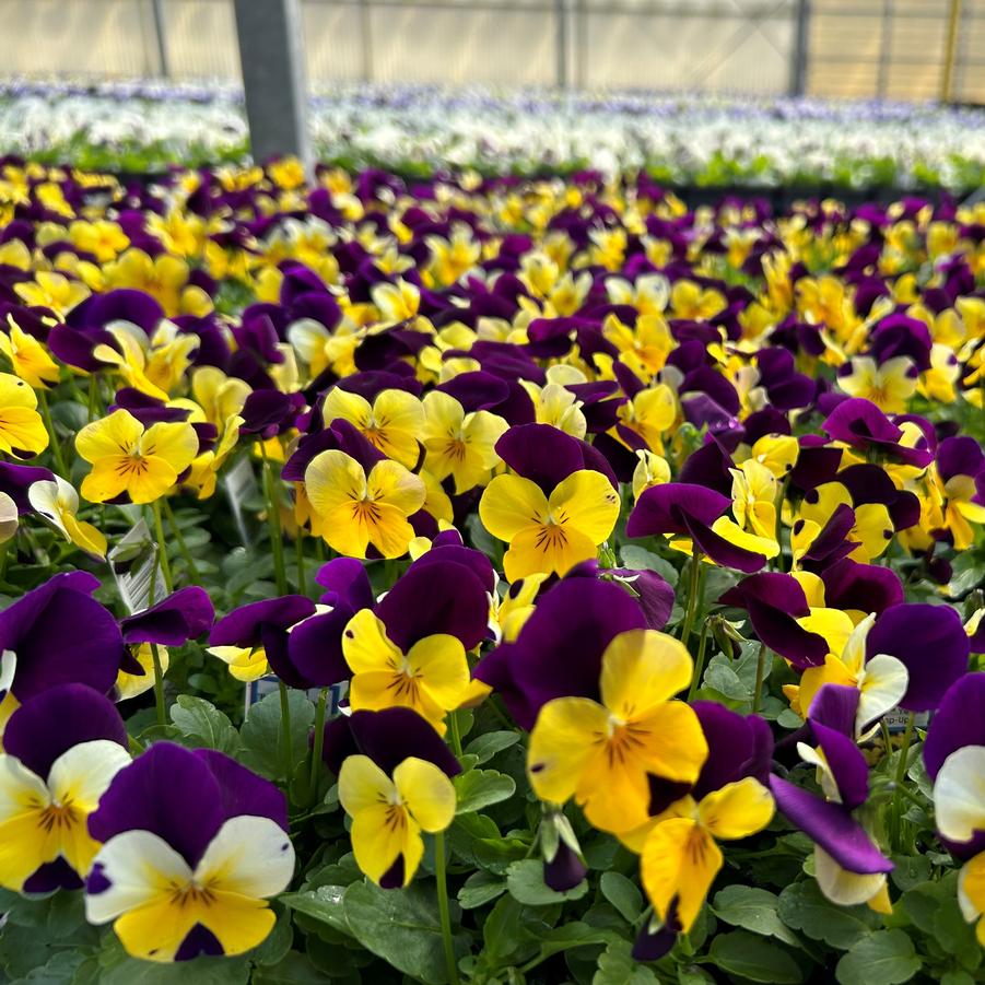 Viola Penny Yellow Jump-Up