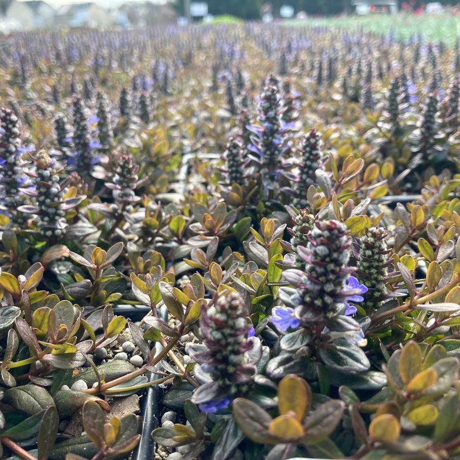 Ajuga 'Chocolate Chip' - Bugleweed from Babikow Wholesale Nursery