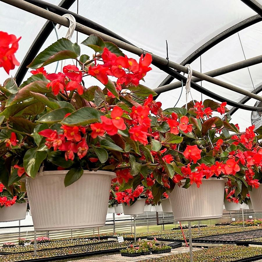 Begonia Dragon Wing 'Red' Hanging Basket 