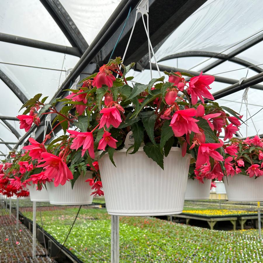 Begonia Tuberous Hanging Basket- Assorted Colors and Varieties - from Babikow Wholesale Nursery