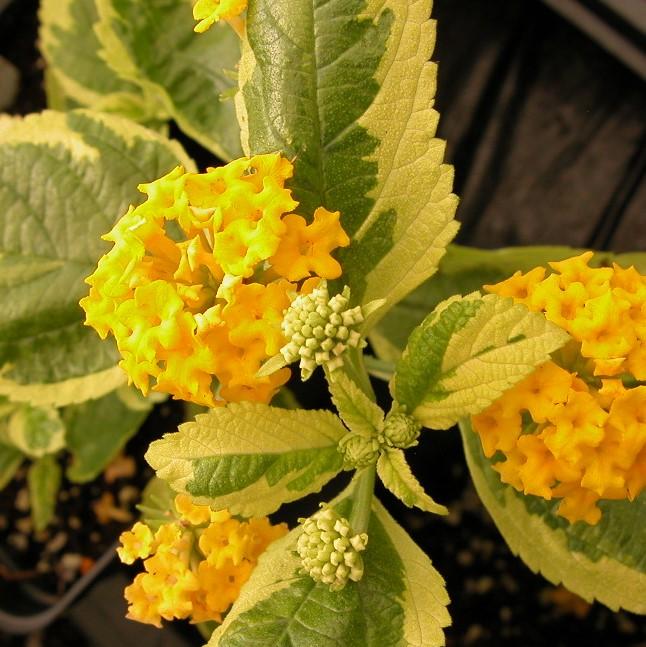 Lantana Samantha