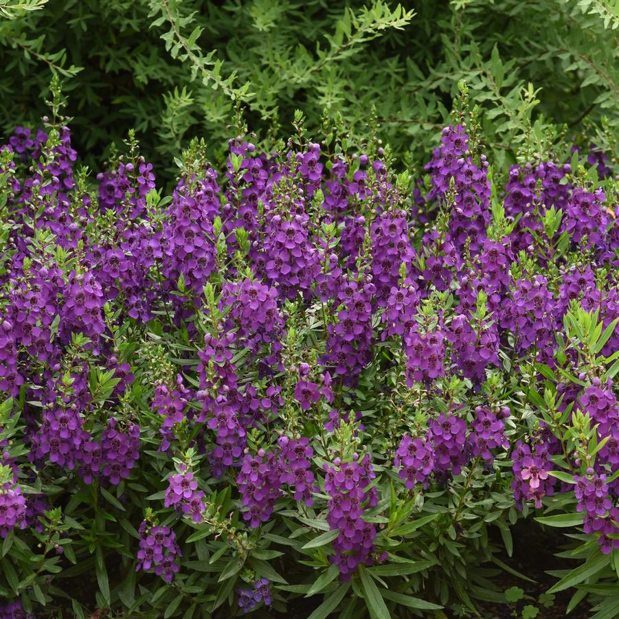 Angelonia Archangel Archangel 'Dark Purple' - Summer Snapdragon from Babikow