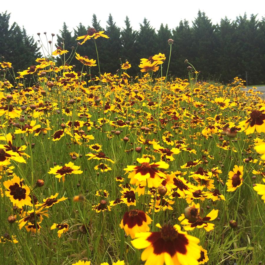 Coreopsis tinctoria - Plains Coreopsis from Babikow Wholesale Nursery