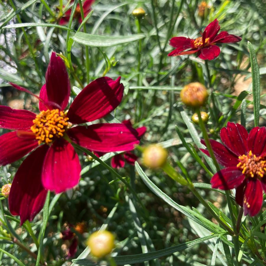 Coreopsis x Permathread (TM) 'Red Satin' - Tickseed from Babikow Wholesale Nursery