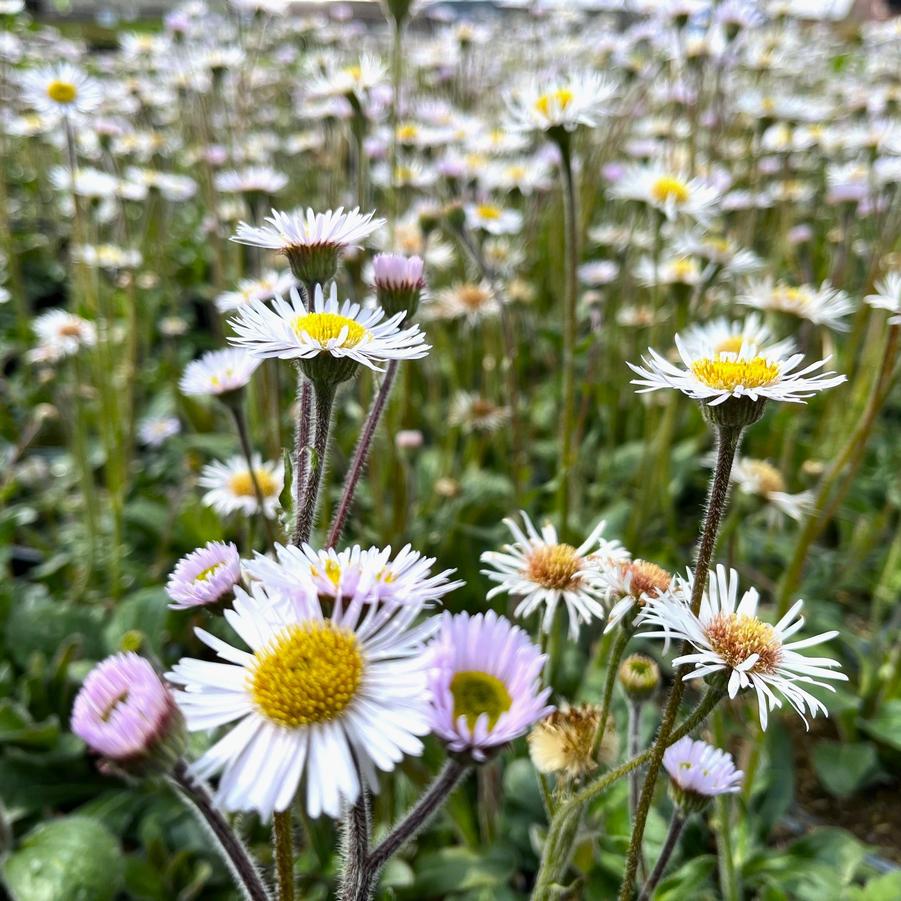 Erigeron 'Lynnhaven Carpet' - Robin's Plantain from Babikow Wholesale Nursery