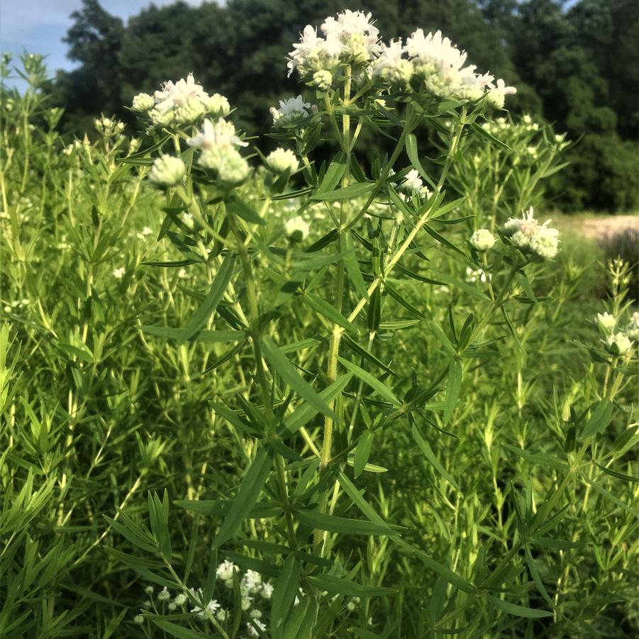 Pycnanthemum virginianum - Mountain Mint from Babikow Wholesale Nursery