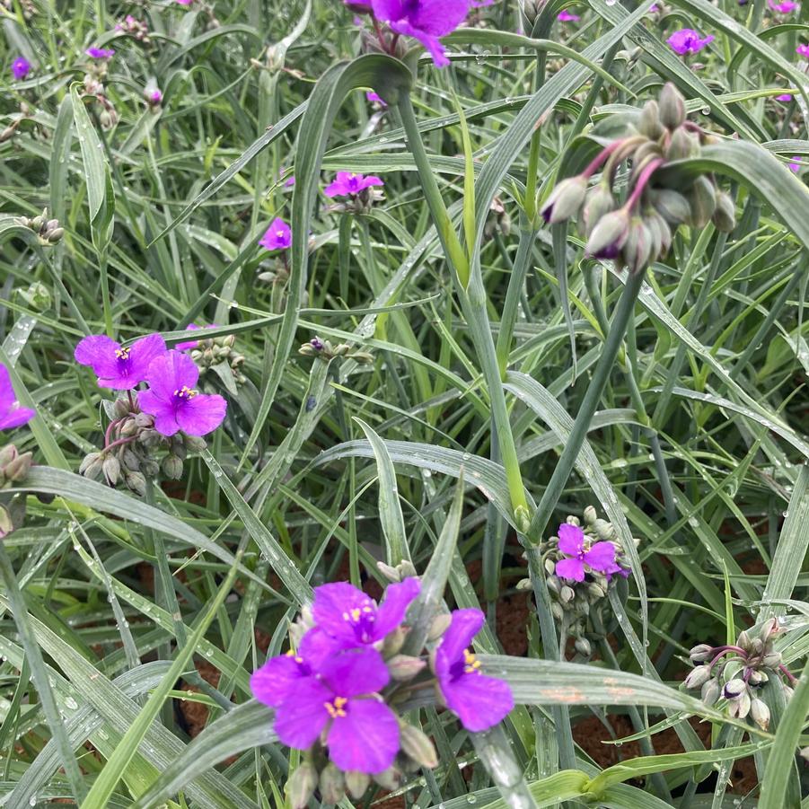 Tradescantia 'Concord Grape' - Spiderwort from Babikow Wholesale Nursery