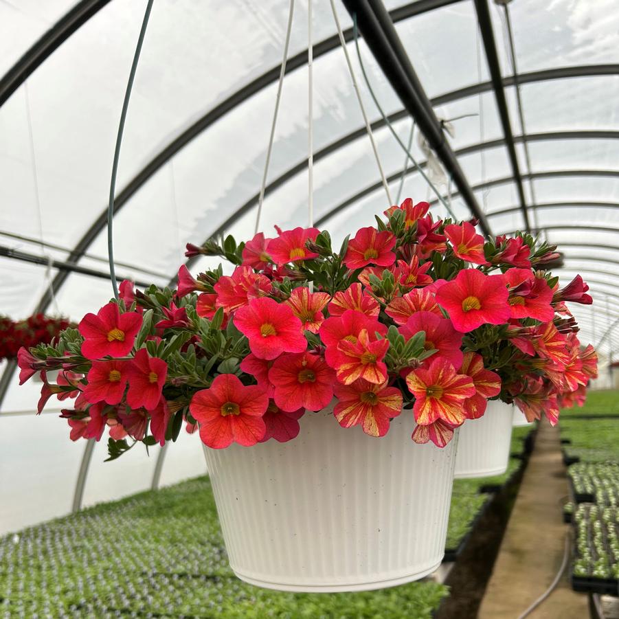 Calibrachoa Hanging Basket 