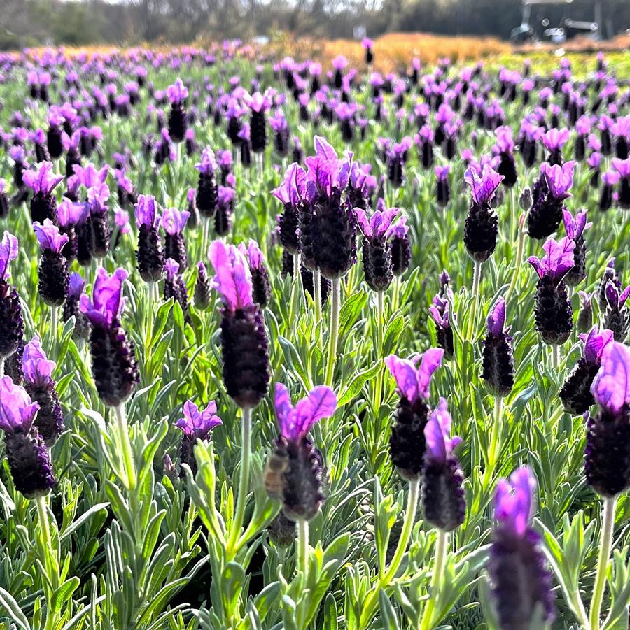 Lavandula spo. 'Anouk' - Spanish Lavender from Babikow Wholesale Nursery