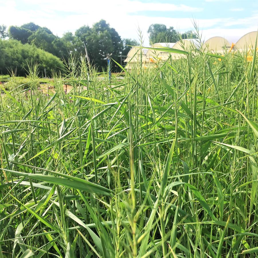 Elymus hystix - Bottlebrush Grass from Babikow Wholesale Nursery